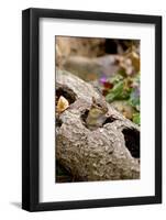 Eastern Chipmunk-Gary Carter-Framed Photographic Print