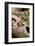 Eastern Chipmunk-Gary Carter-Framed Photographic Print