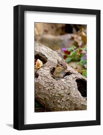 Eastern Chipmunk-Gary Carter-Framed Photographic Print