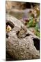 Eastern Chipmunk-Gary Carter-Mounted Photographic Print