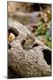 Eastern Chipmunk-Gary Carter-Mounted Photographic Print