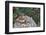 Eastern Chipmunk-Gary Carter-Framed Photographic Print