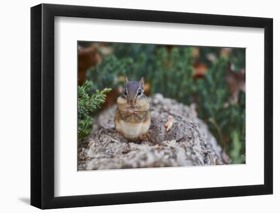 Eastern Chipmunk-Gary Carter-Framed Photographic Print