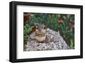 Eastern Chipmunk-Gary Carter-Framed Photographic Print