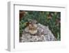 Eastern Chipmunk-Gary Carter-Framed Photographic Print