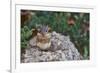 Eastern Chipmunk-Gary Carter-Framed Photographic Print