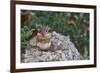 Eastern Chipmunk-Gary Carter-Framed Photographic Print