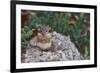 Eastern Chipmunk-Gary Carter-Framed Photographic Print