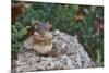 Eastern Chipmunk-Gary Carter-Mounted Photographic Print