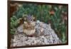 Eastern Chipmunk-Gary Carter-Framed Photographic Print