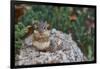 Eastern Chipmunk-Gary Carter-Framed Photographic Print