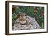 Eastern Chipmunk-Gary Carter-Framed Photographic Print