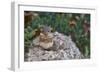 Eastern Chipmunk-Gary Carter-Framed Photographic Print