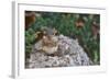 Eastern Chipmunk-Gary Carter-Framed Photographic Print