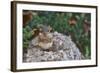 Eastern Chipmunk-Gary Carter-Framed Photographic Print