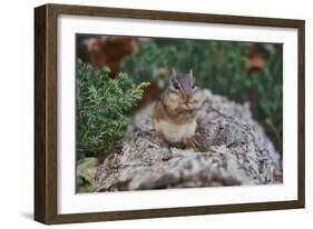 Eastern Chipmunk-Gary Carter-Framed Photographic Print