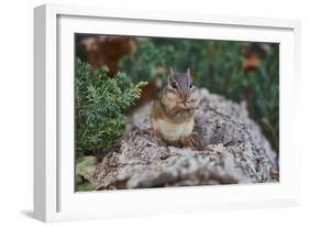 Eastern Chipmunk-Gary Carter-Framed Photographic Print