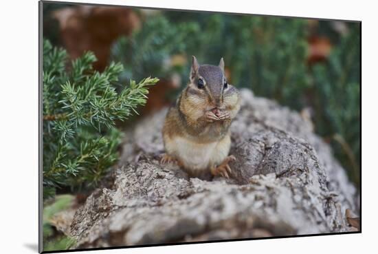 Eastern Chipmunk-Gary Carter-Mounted Photographic Print