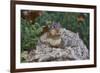 Eastern Chipmunk-Gary Carter-Framed Photographic Print