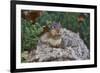 Eastern Chipmunk-Gary Carter-Framed Photographic Print