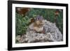 Eastern Chipmunk-Gary Carter-Framed Photographic Print