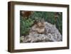 Eastern Chipmunk-Gary Carter-Framed Photographic Print