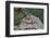 Eastern Chipmunk-Gary Carter-Framed Photographic Print