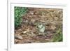 Eastern Chipmunk-Gary Carter-Framed Photographic Print