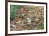 Eastern Chipmunk-Gary Carter-Framed Photographic Print