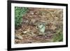 Eastern Chipmunk-Gary Carter-Framed Photographic Print