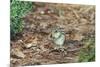 Eastern Chipmunk-Gary Carter-Mounted Photographic Print