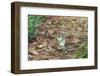 Eastern Chipmunk-Gary Carter-Framed Photographic Print