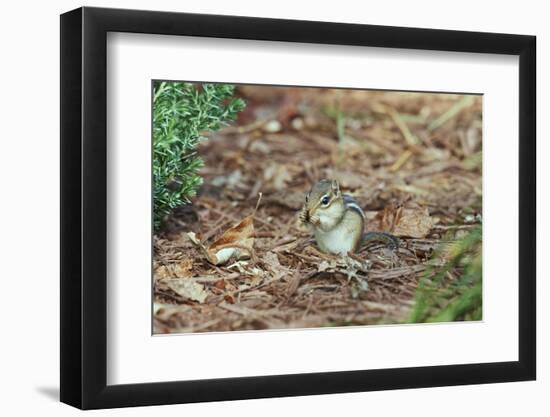 Eastern Chipmunk-Gary Carter-Framed Photographic Print