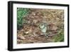 Eastern Chipmunk-Gary Carter-Framed Photographic Print