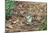 Eastern Chipmunk-Gary Carter-Mounted Photographic Print