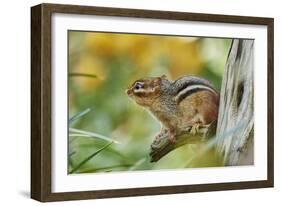 Eastern Chipmunk-Gary Carter-Framed Photographic Print