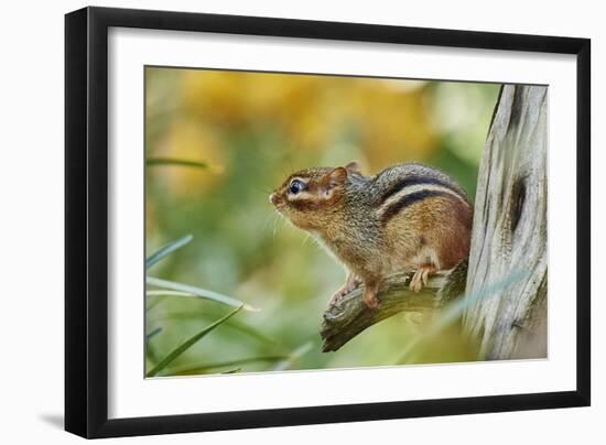 Eastern Chipmunk-Gary Carter-Framed Photographic Print