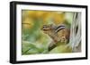 Eastern Chipmunk-Gary Carter-Framed Photographic Print