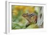 Eastern Chipmunk-Gary Carter-Framed Photographic Print