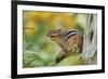 Eastern Chipmunk-Gary Carter-Framed Photographic Print