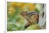 Eastern Chipmunk-Gary Carter-Framed Photographic Print