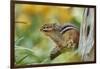 Eastern Chipmunk-Gary Carter-Framed Photographic Print