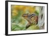 Eastern Chipmunk-Gary Carter-Framed Photographic Print