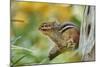 Eastern Chipmunk-Gary Carter-Mounted Photographic Print