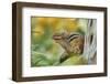 Eastern Chipmunk-Gary Carter-Framed Photographic Print