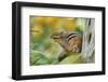 Eastern Chipmunk-Gary Carter-Framed Photographic Print