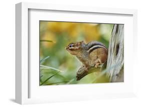 Eastern Chipmunk-Gary Carter-Framed Photographic Print