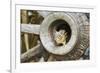 Eastern Chipmunk-Gary Carter-Framed Photographic Print