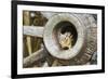 Eastern Chipmunk-Gary Carter-Framed Photographic Print