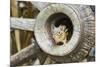 Eastern Chipmunk-Gary Carter-Mounted Photographic Print